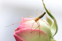 Un tetragnathe (Aranea - Tetragnathidae - Tetragnatha sp.)